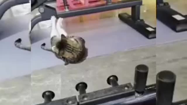 funny cats doing funny movements