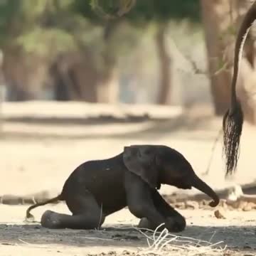 Animals kingdom -baby elephant
