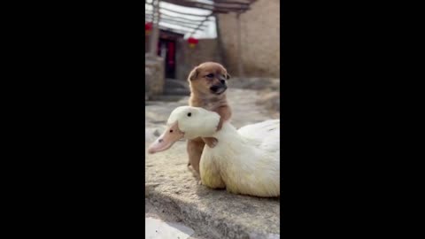 Cute Puppy with Duck