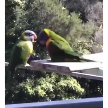 The Introvert After a Shot of Tequila