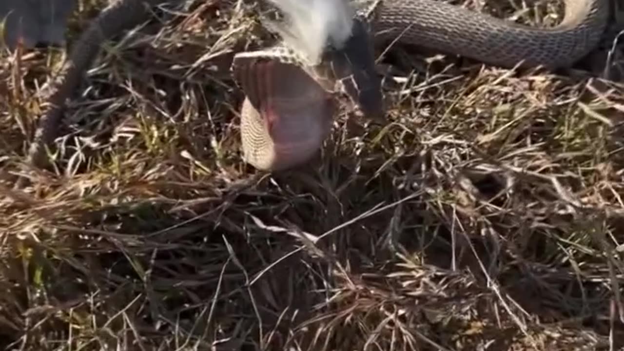 What kind of snake is this #shorts #shortvideo #youtubeshorts #video #virals