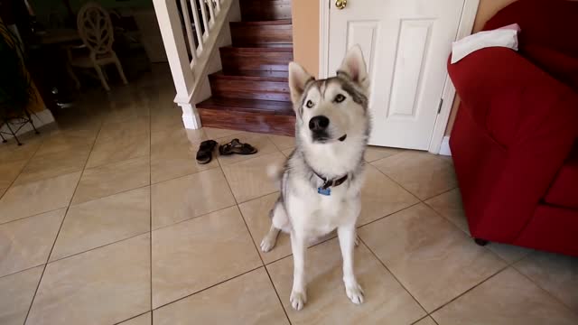 Siberian husky training