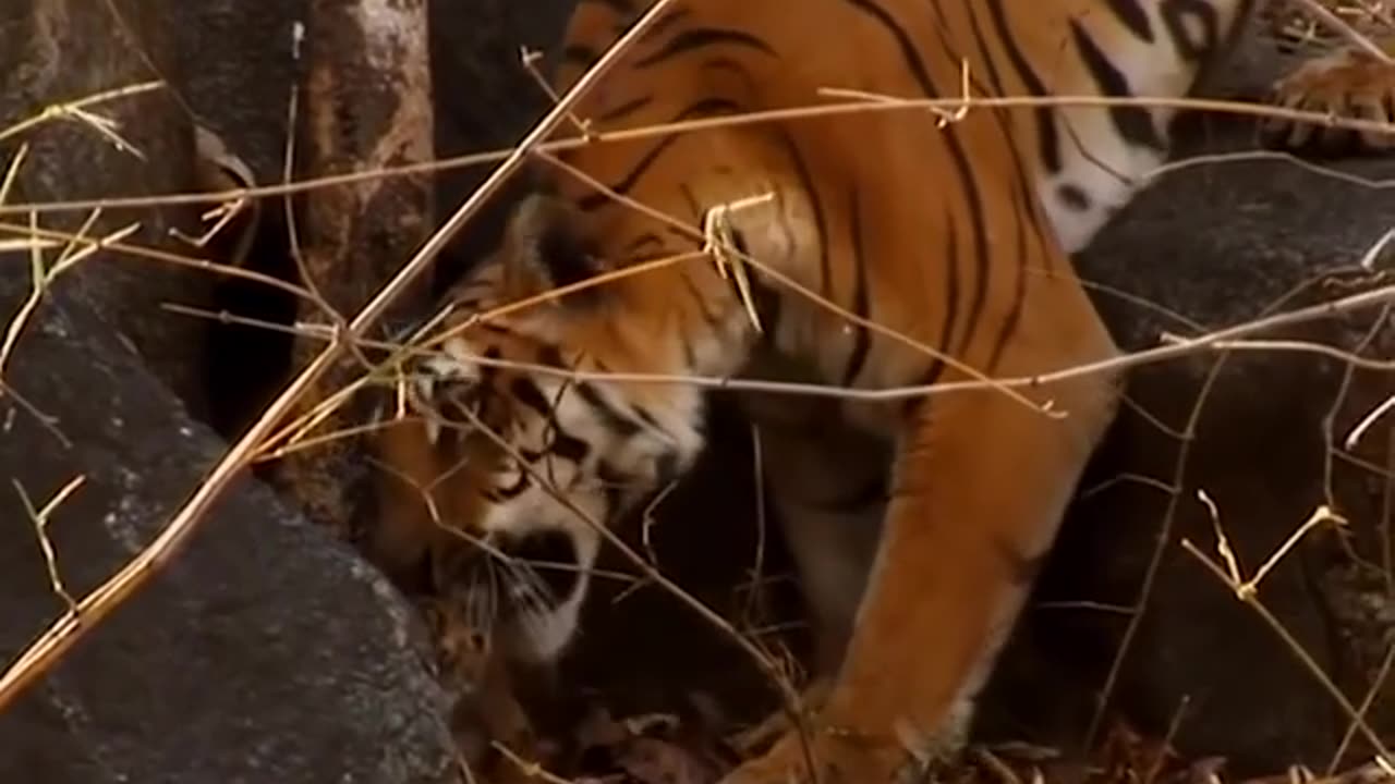 Untamed Love Wild Tiger Cubs Revel in Playful Moments with Their Doting Mother