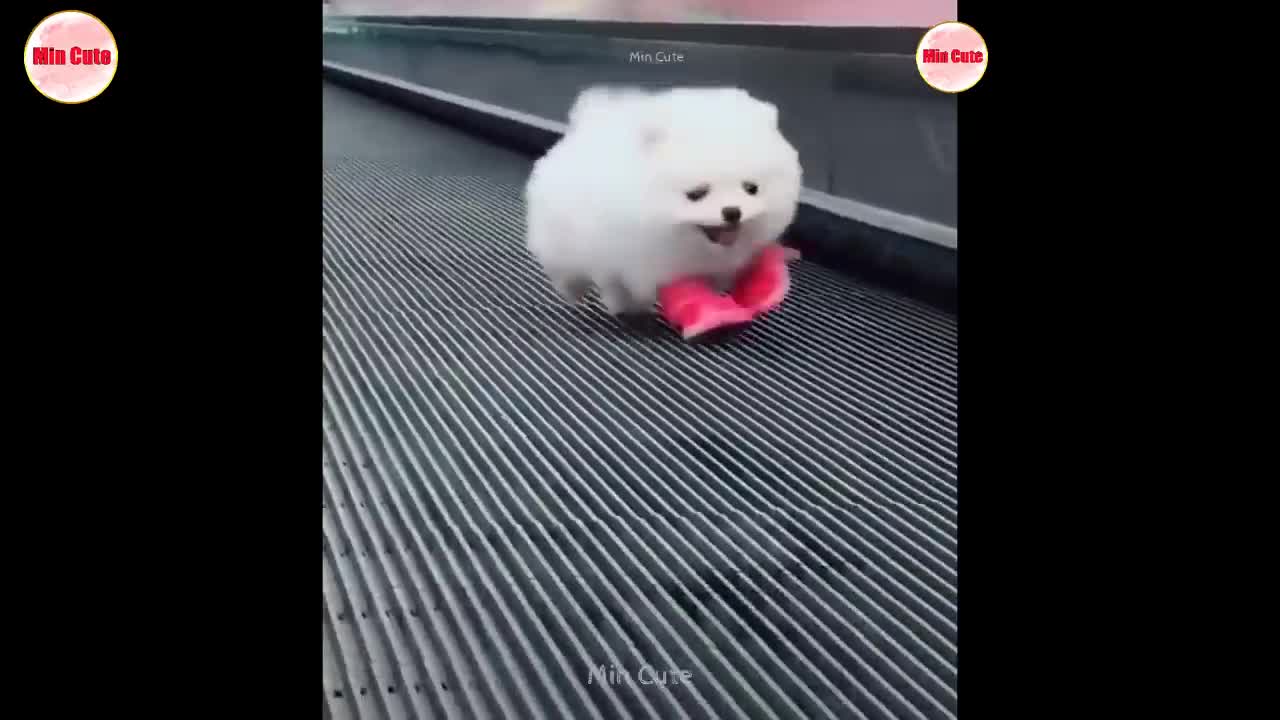 Funny and Cute Pomeranian 😍