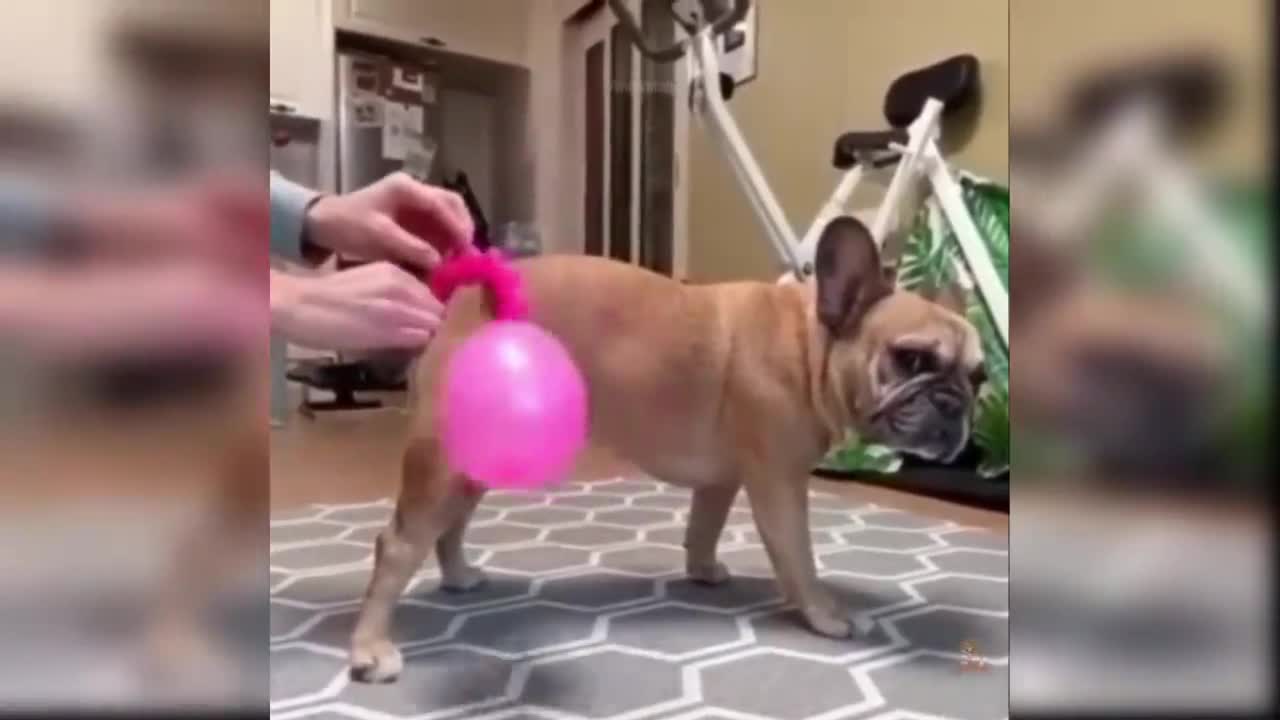 Baby Dogs - Cute and Funny Dog Videos Compilation