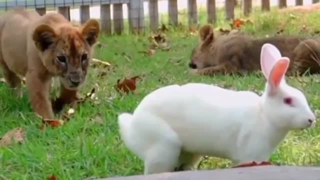 Rabbit vs Tiger and tiger's Baby fun in ground