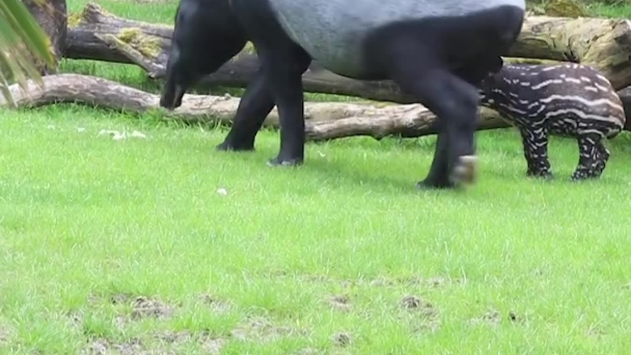 Première sortie pour Jaya, bébé tapir malais née dans