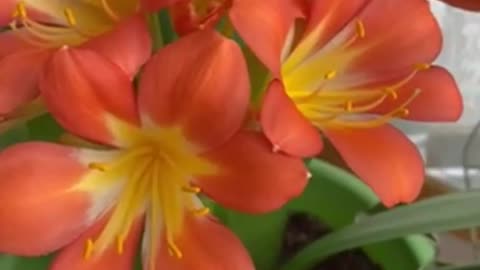 🌺 #shorts Beautiful #clivia #closerange #flowers #orchid