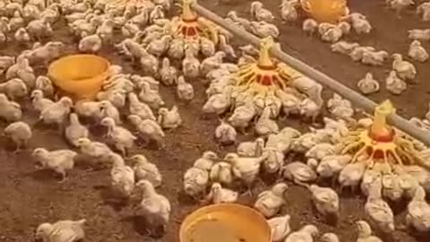 chicken farm