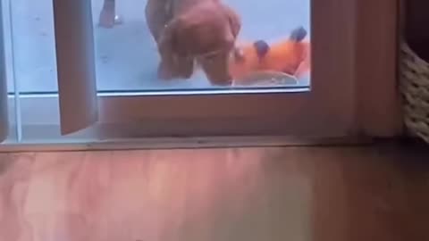 Animals Keep Love Simple