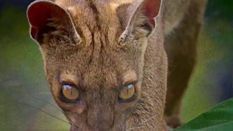 Meet Meet Meet the Fossa❤