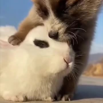 Cute animal dog and a rabbit The beautiful love