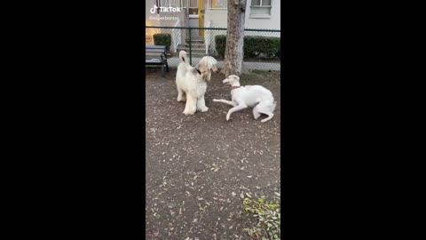 Funny Animals You Can't Watch Without Laughing 🥰😂 (CUTE)