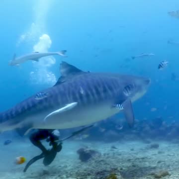 Tiger shark turns on diver