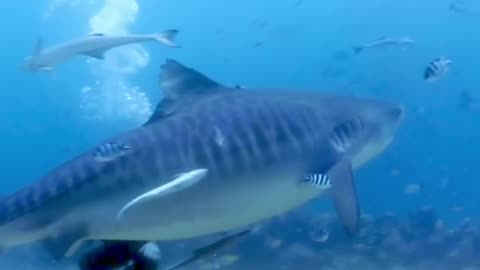 Tiger shark turns on diver