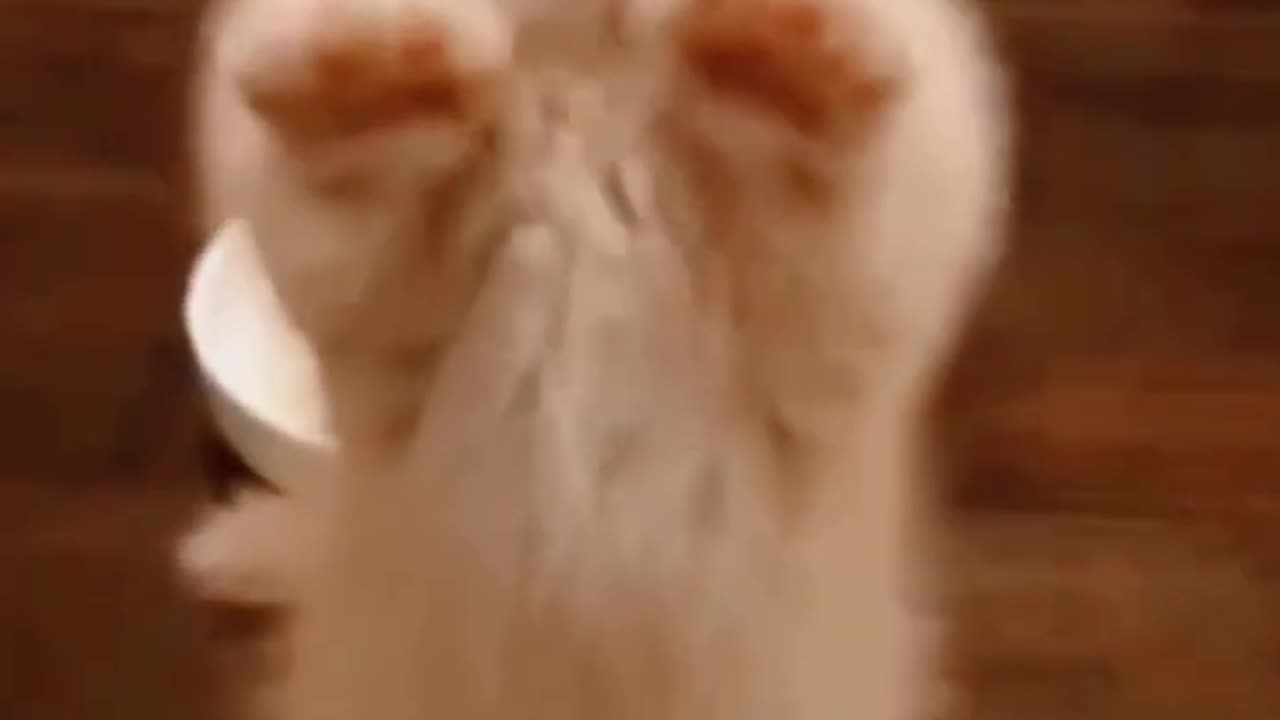 🐱 Adorable Kitty's Sweet Serenade - Standing by Meow Meow! 😻