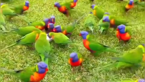 Your Thought - 🦜🦜🦜