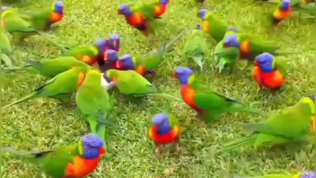 Your Thought - 🦜🦜🦜
