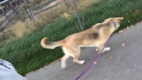 Have you ever gone skateboarding with your dog