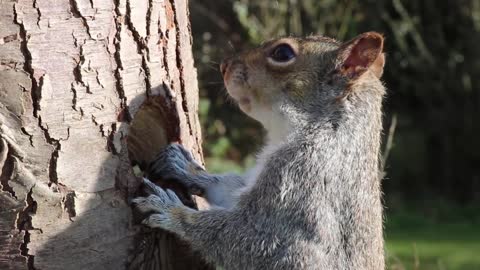 A squirrel looking for food inside a cigarette