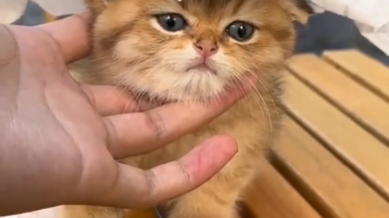 Cutest cat ||little cat|| funny cats||cats voice