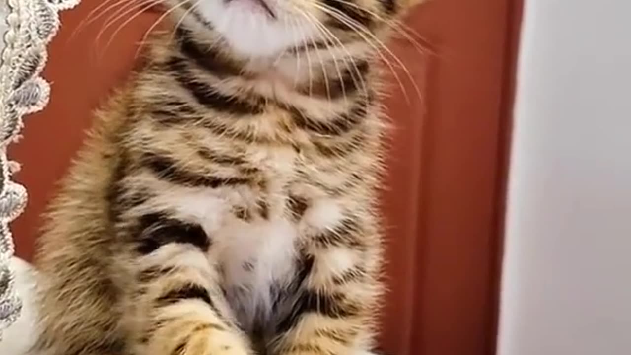 Cute kitten