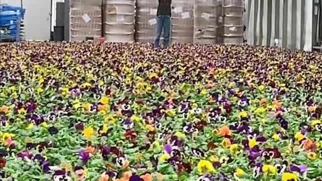 Pansies? For Spring? Groundbreaking.