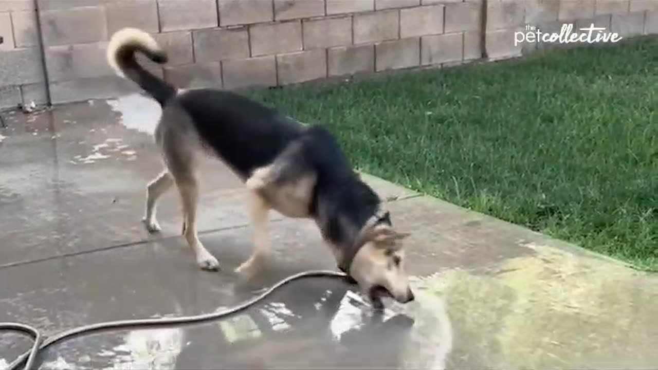 Funny Dogs