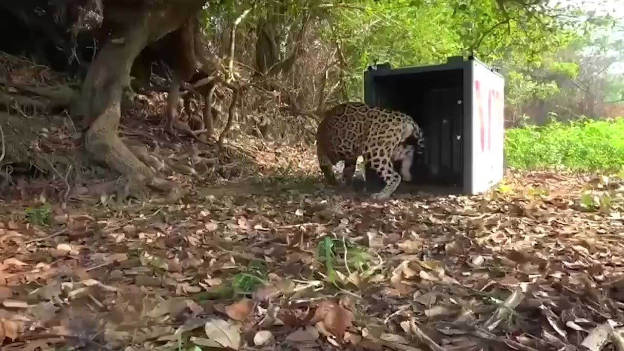 Animals Being FREED For The First Time!