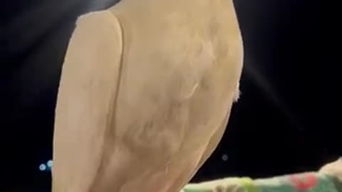 Dove on Roofdeck