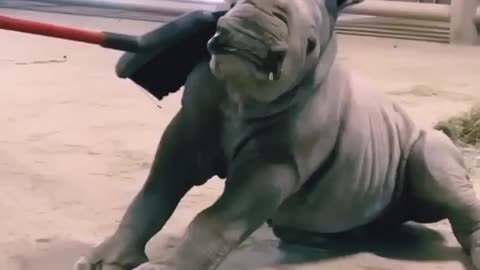 Adorable Baby Rhino's Delightful Brushing Time with Mom"