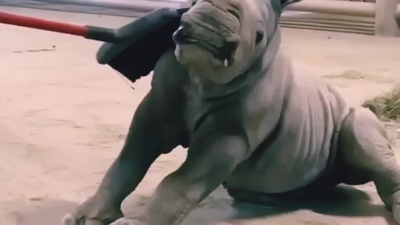 Adorable Baby Rhino's Delightful Brushing Time with Mom"