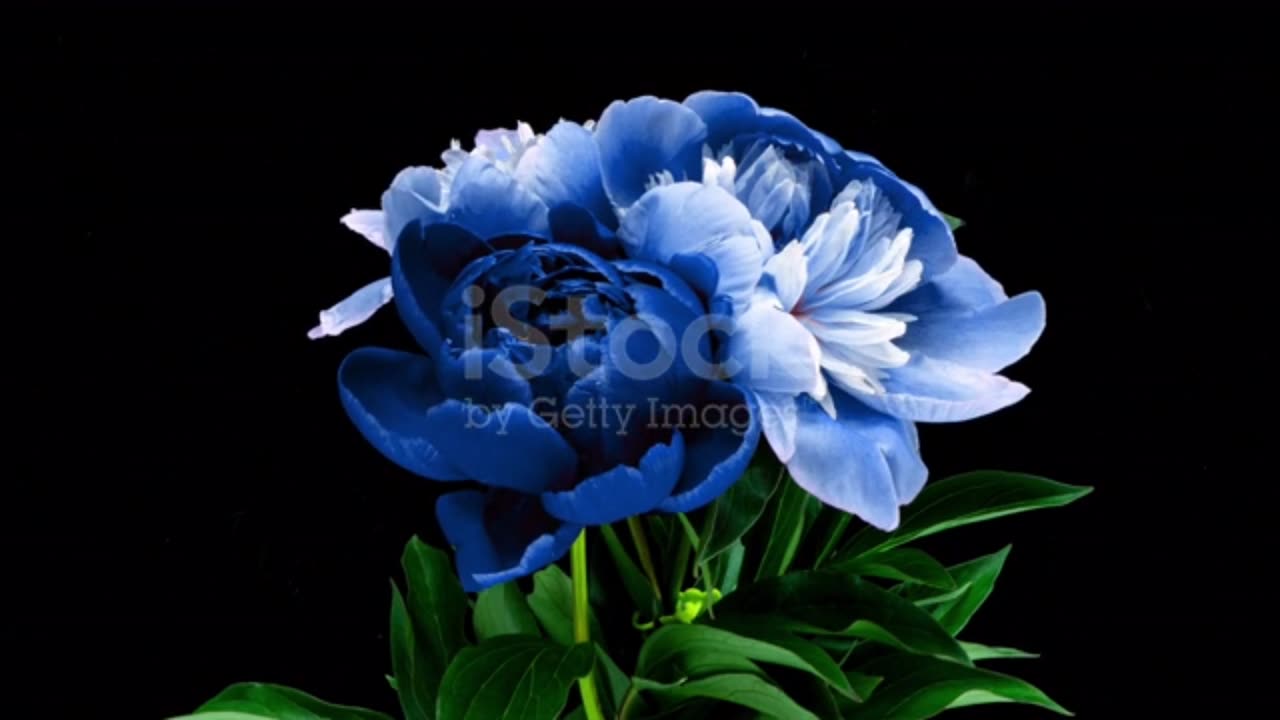 Beautiful Blue Roses Plants satisfying video