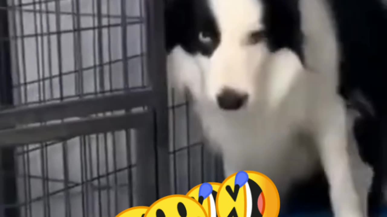 Animal funny 😃🤣😃 videos