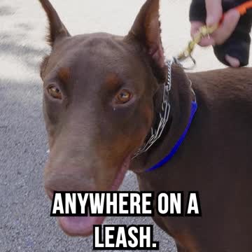 11 Month Old Doberman with Horrible Leash Reactivity