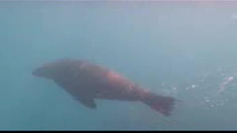 Sea lion is playing in the water