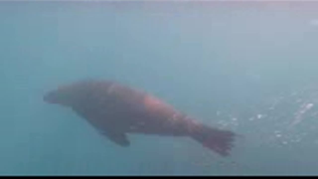 Sea lion is playing in the water