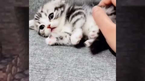 Cat Accident😂