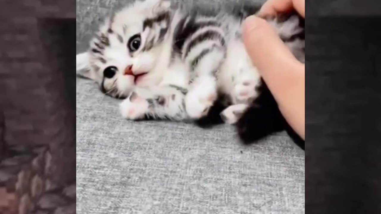 Cat Accident😂