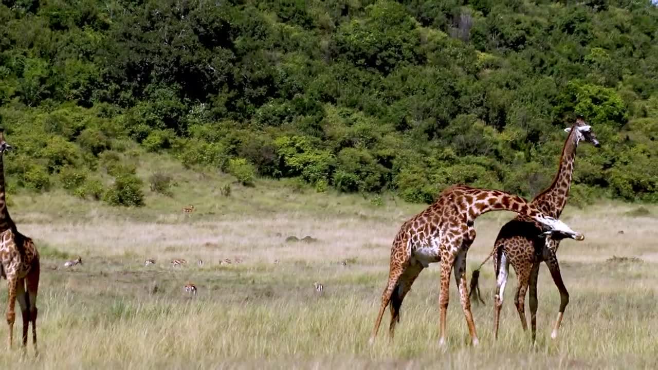 giraffe with his group