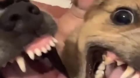 Best Funny Animal Videos 2023