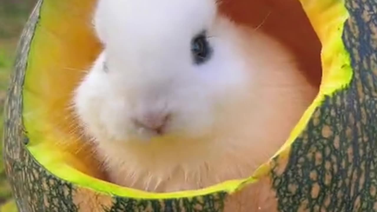 A pumpkin nest that provides both food and shelter.