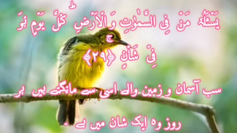 Surah Al Rehman Tilawat e Quran Majeed