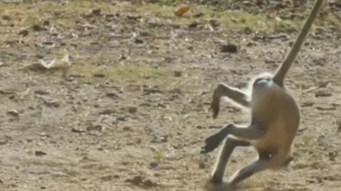 Suppurb Cute Animal Video