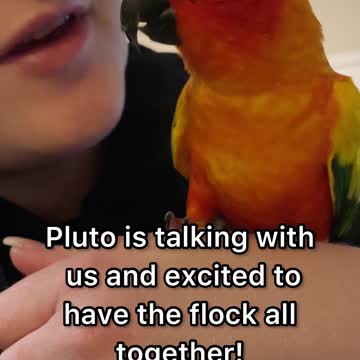 Two parrots react to seeing their parents after 5 days away