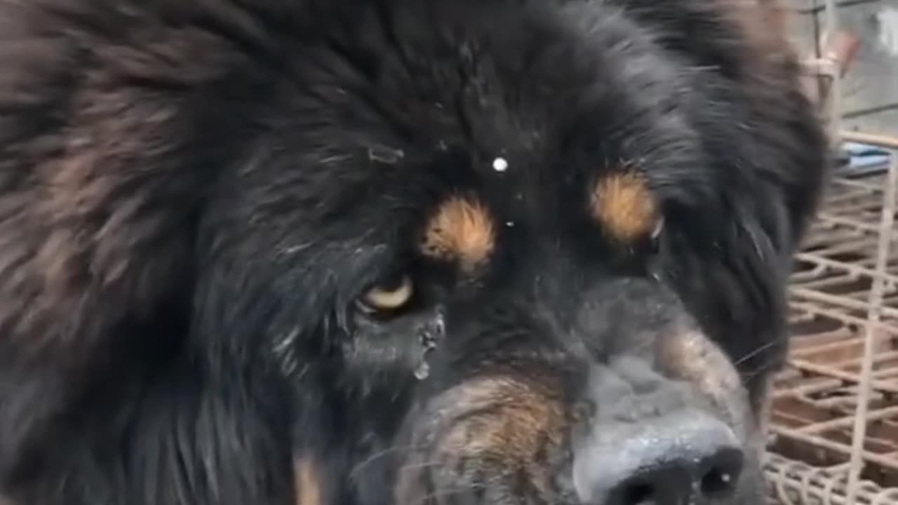 Tibetan mastiff attack!