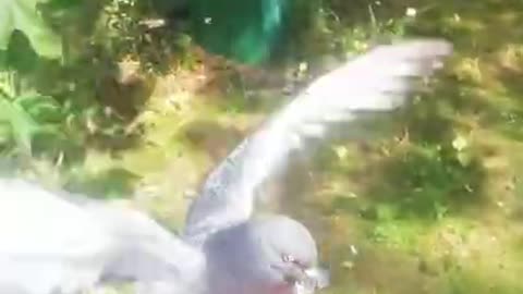 Full pigeons beatiful