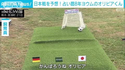 占い歴8年「ヨウム」が日本戦の勝敗を占う 結果は