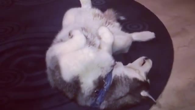 funny & cute animals