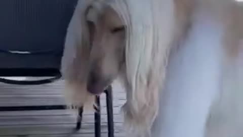 New dog_hound_beautiful_😍_female_funny_video